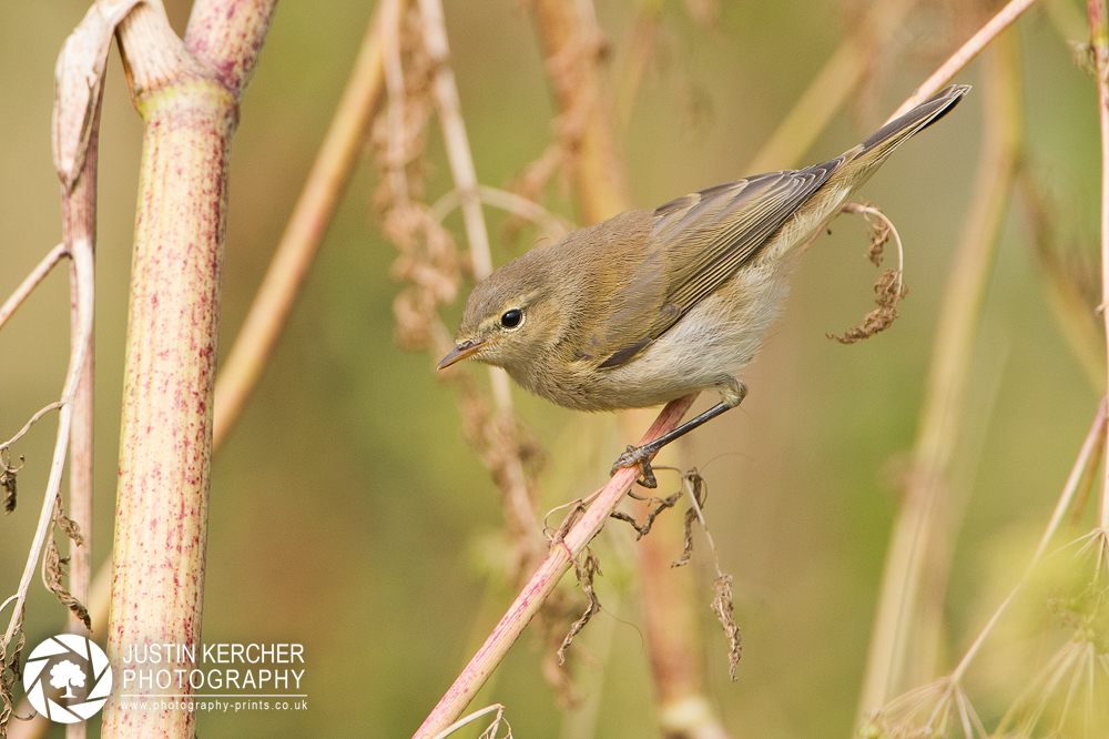 Chiffchaff Perching