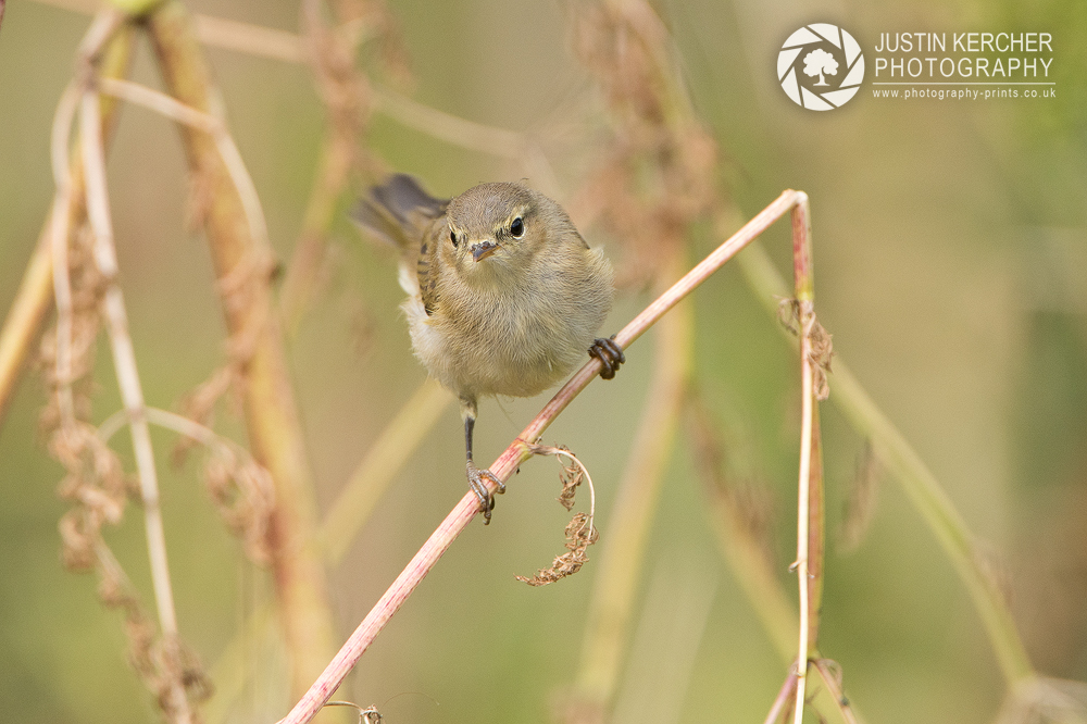 Chiffchaff Perching II