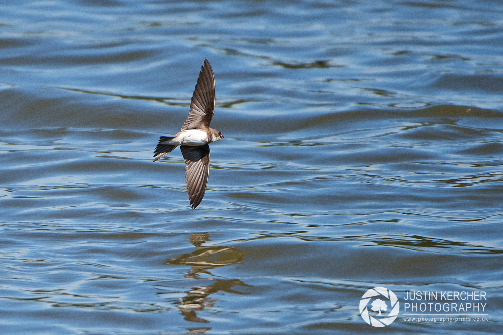 Sand Martin in Flight