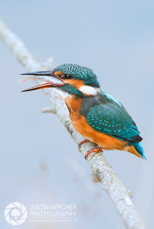 Female Kingfisher with Perch III