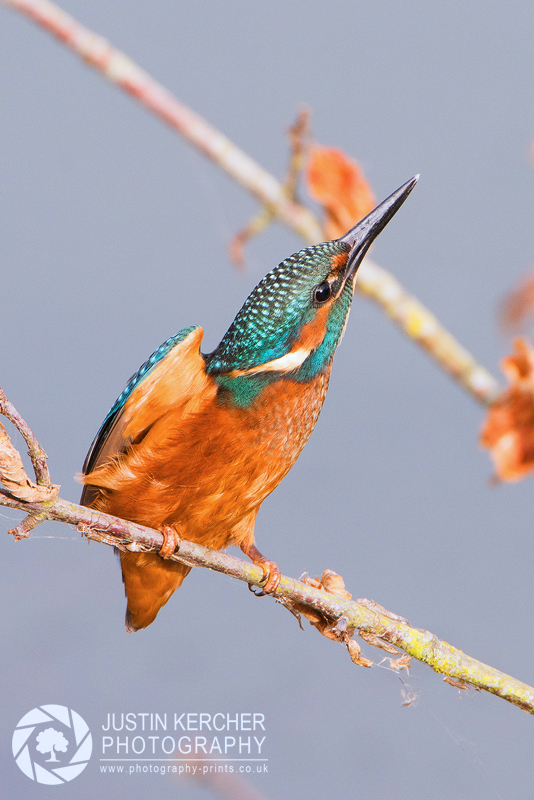 Make Kingfisher Stretching