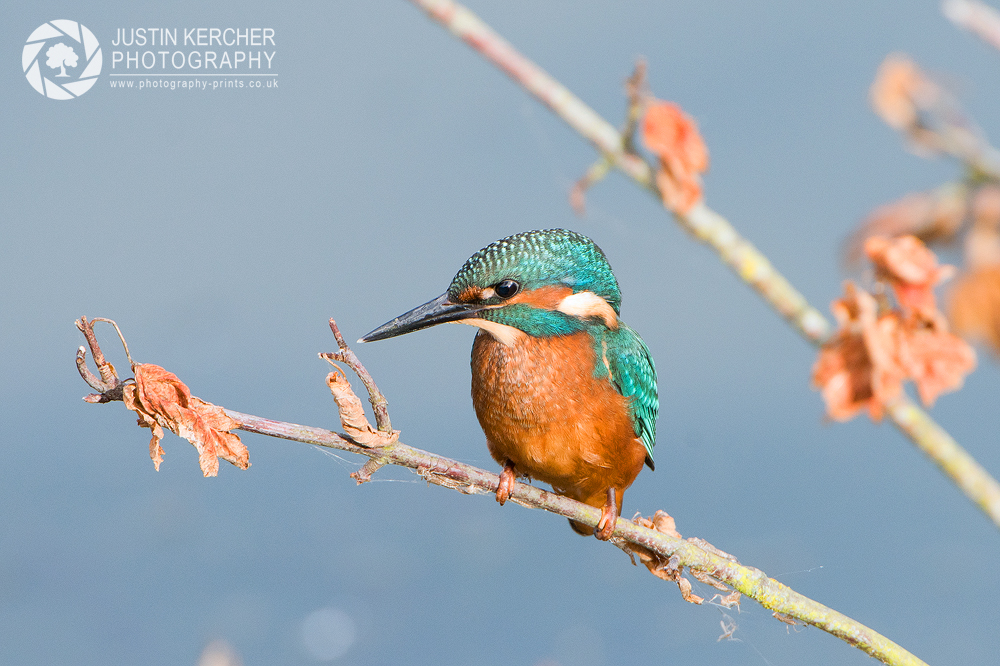 Male Kingfisher Perching