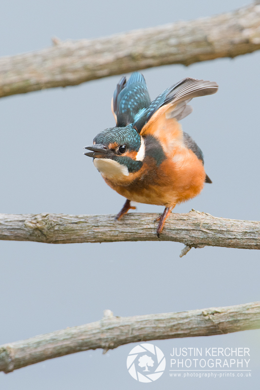 Kingfisher Takeoff
