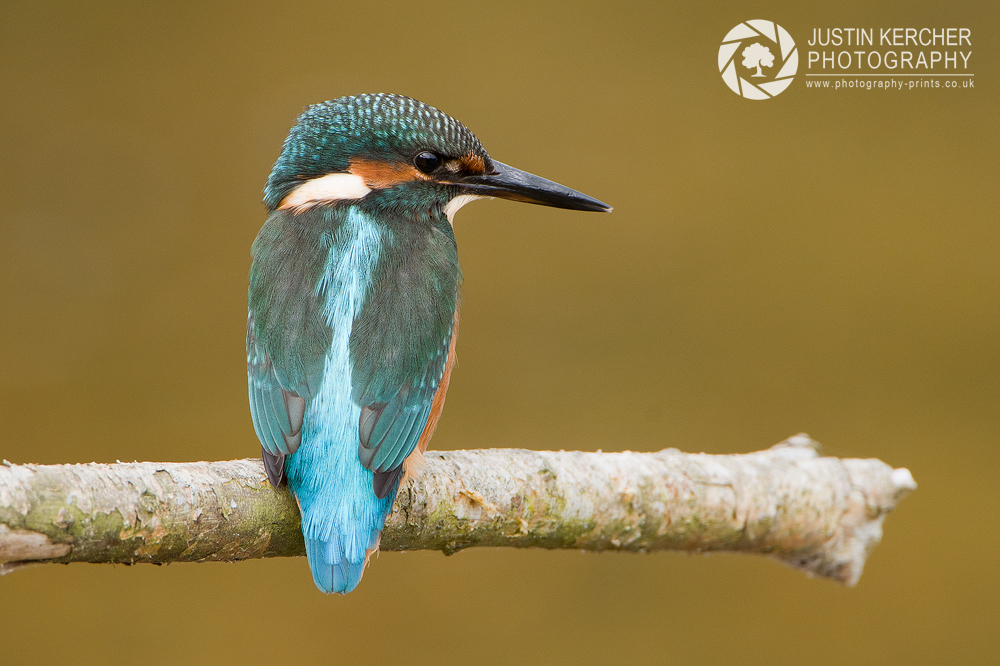 Kingfisher Portrait