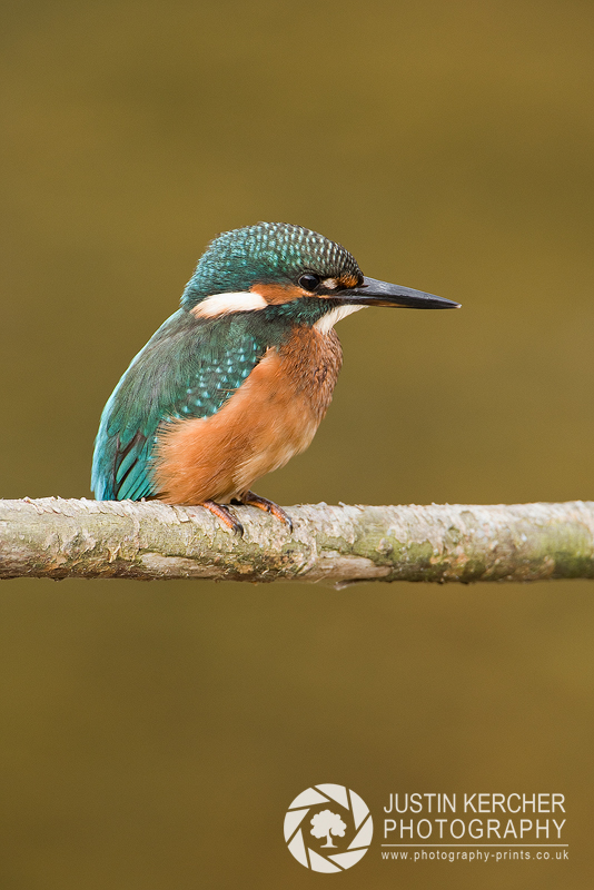 Kingfisher Portrait II