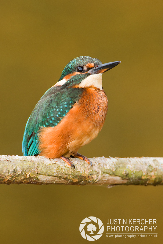 Kingfisher Portrait III