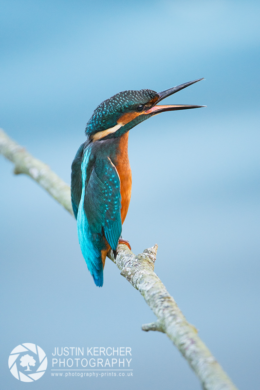 Shrieking Kingfisher