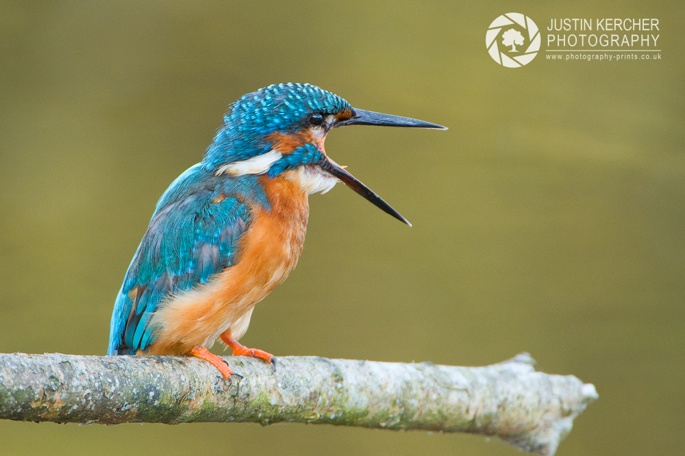 Shrieking Kingfisher II