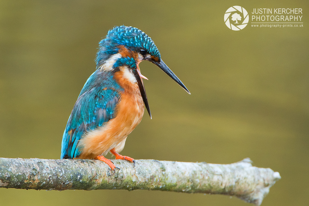 Shrieking Kingfisher III