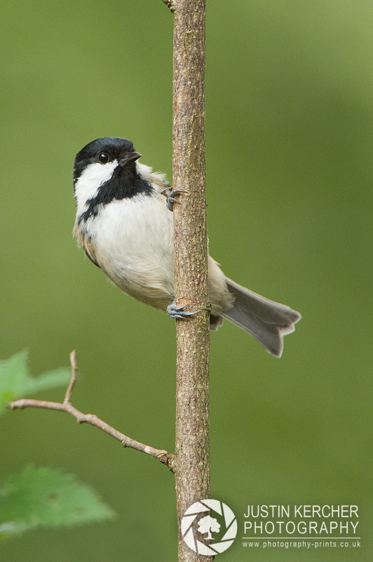 Coal Tit on Branch