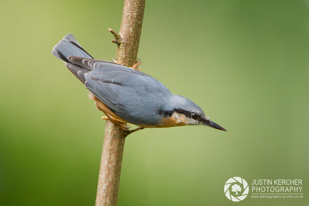 Nuthatch on Branch