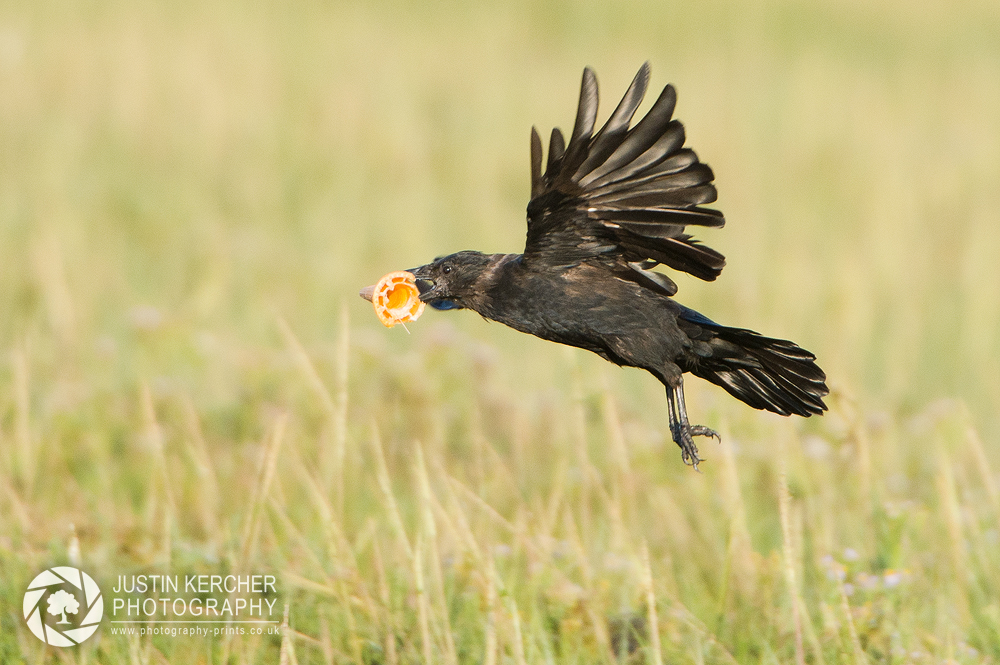 Carrion Crow with Ice Cream
