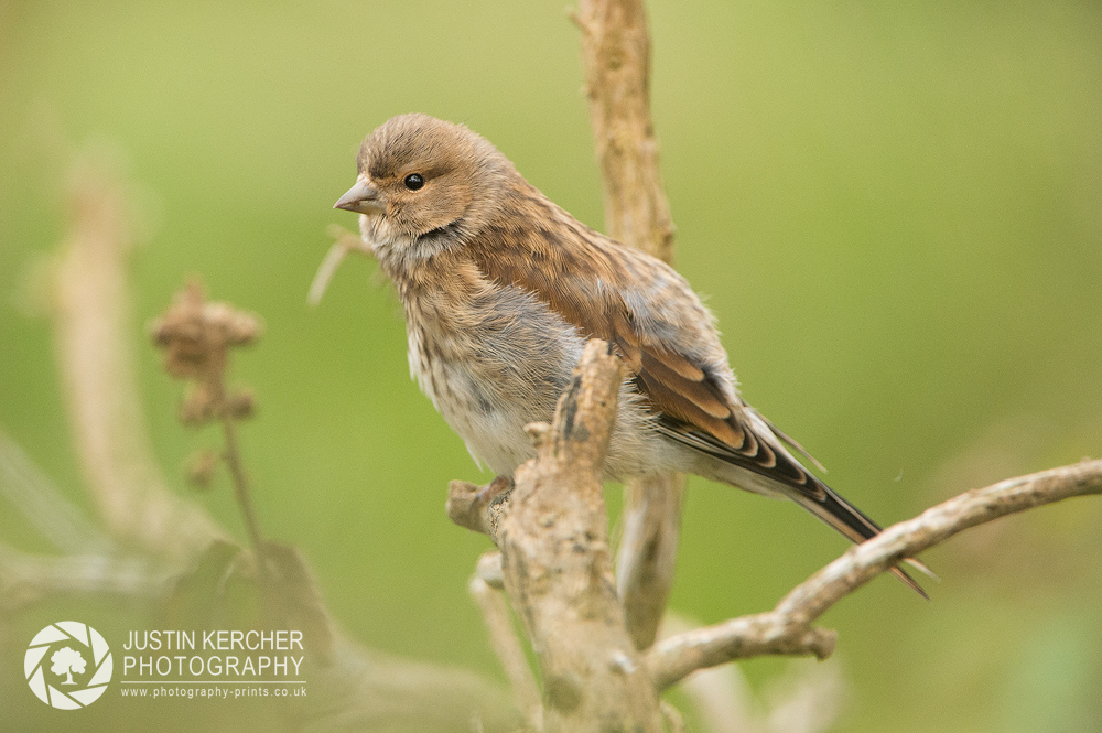 Shaking Linnet