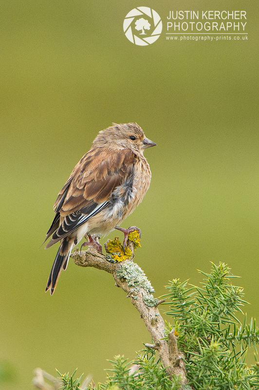 Linnet