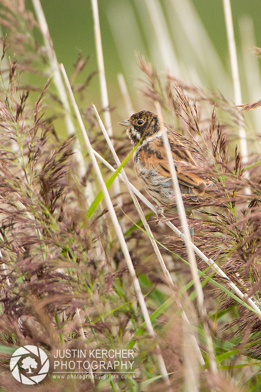 Reed Bunting