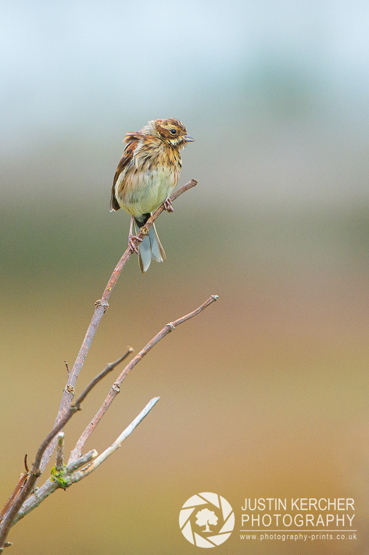 Reed Bunting II