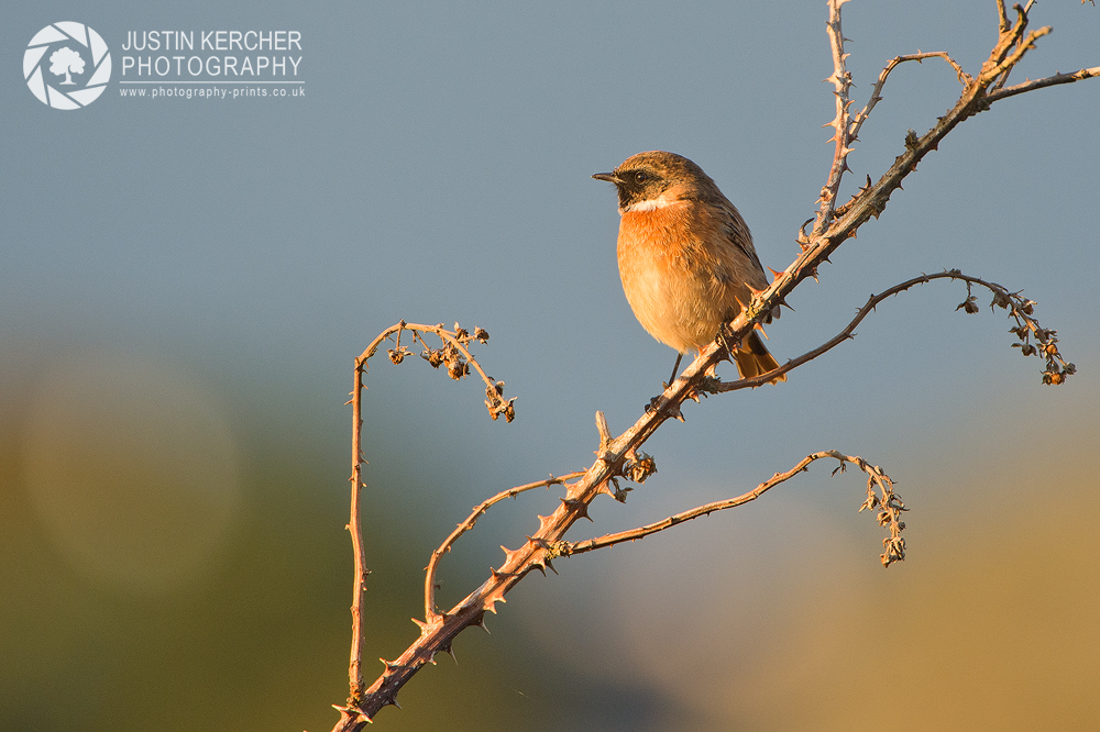 Female Stonechat