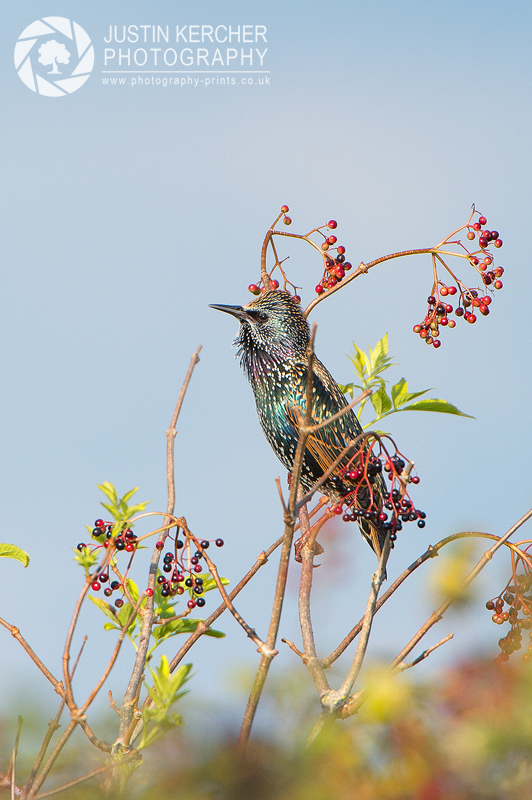 Starling