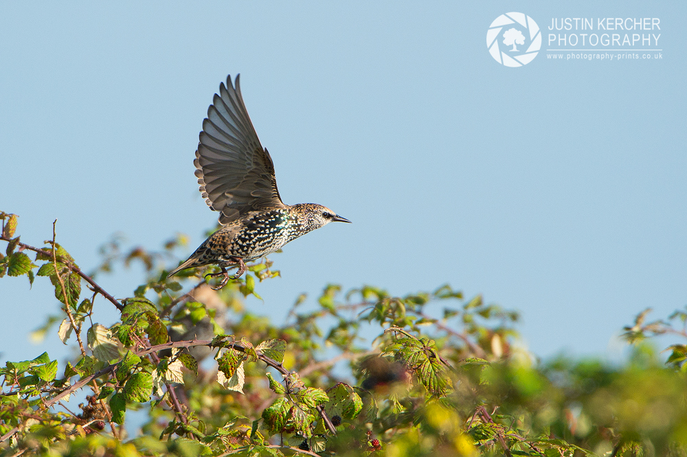 Starling Takeoff