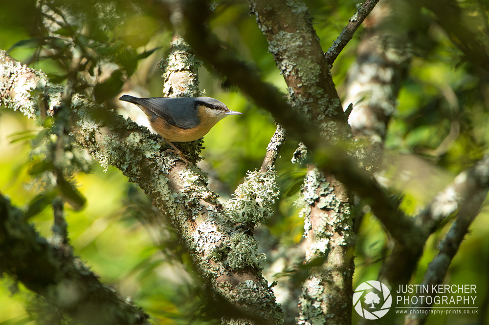 Nuthatch in Tree I