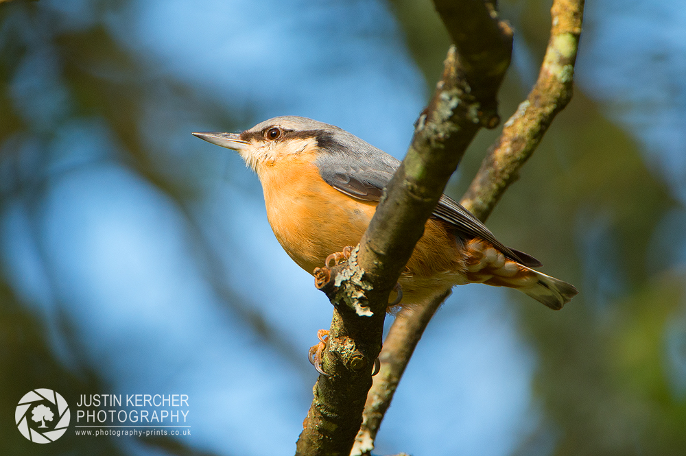 Nuthatch in Tree II