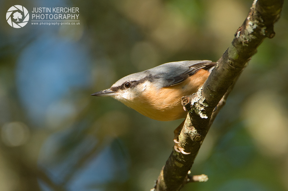 Nuthatch in Tree III