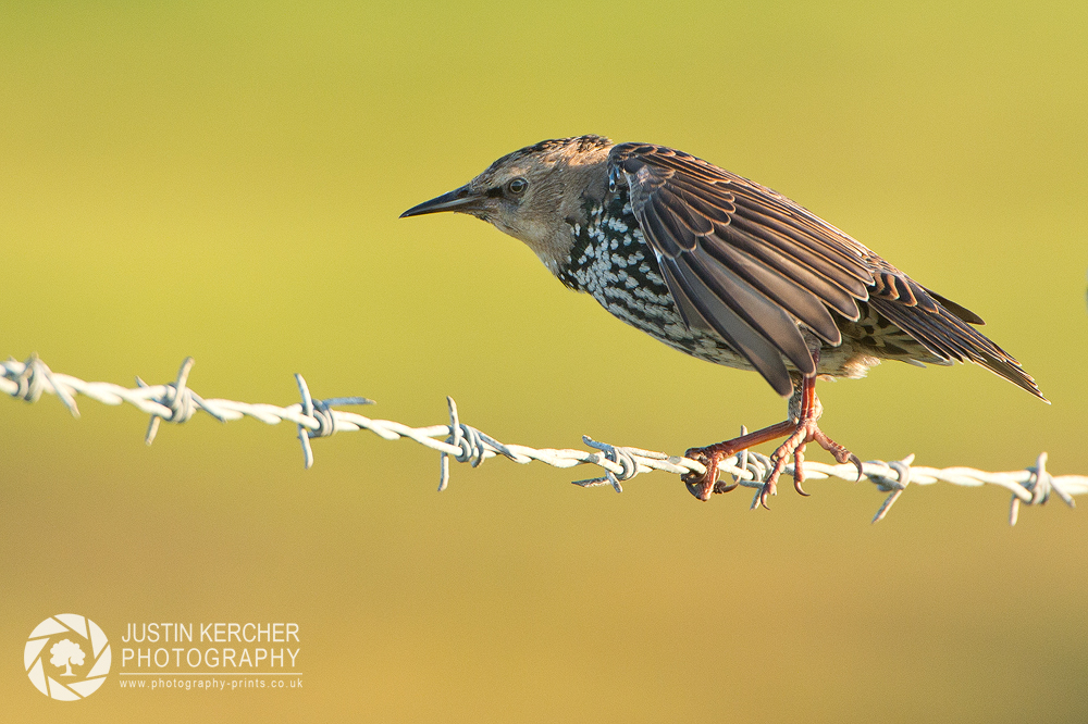 Bird on a Wire