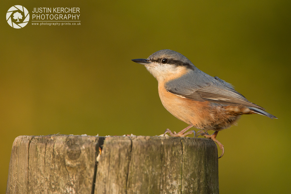 New Forest Nuthatch IV