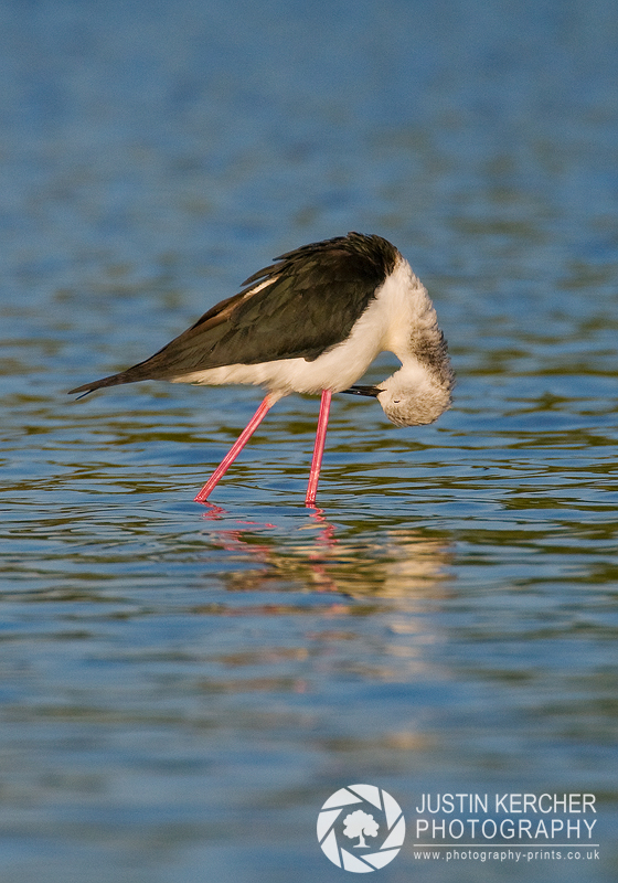 Black Winged Stilt Preening