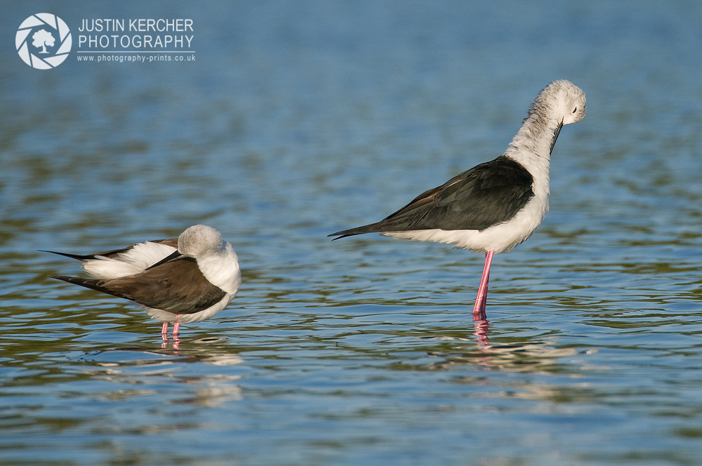 Pair of Black Winged Stilt Preening