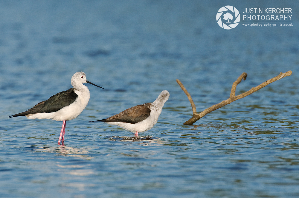 Pair of Black Winged Stilts