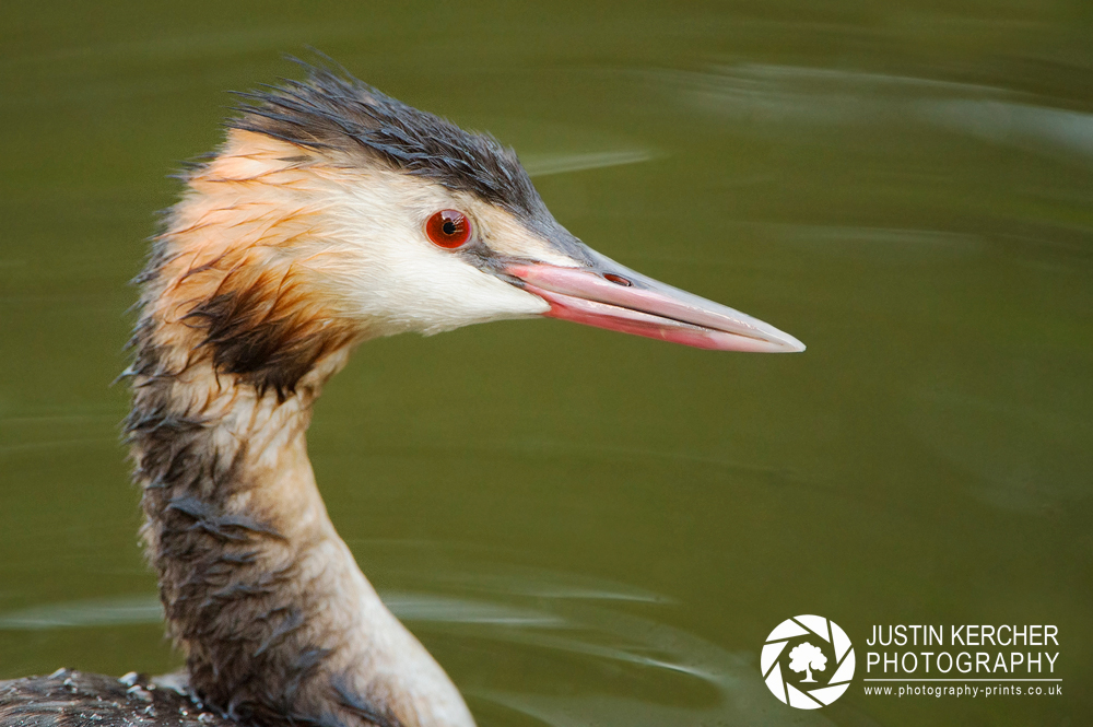 Crested Grebe Portrait