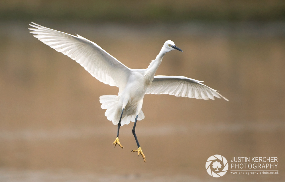 Little Egret Landing