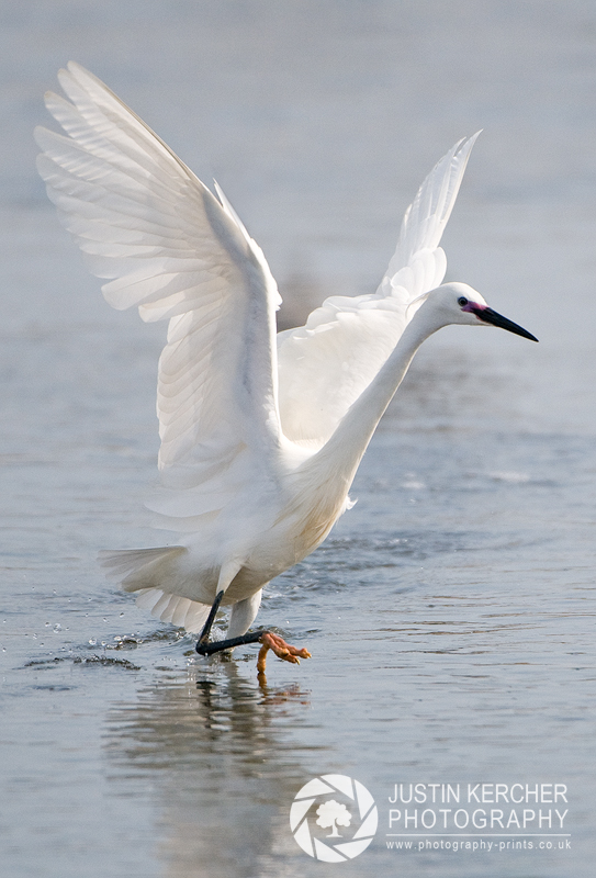 Little Egret Take Off