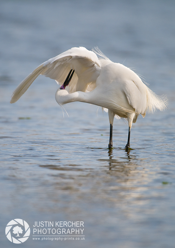 Little Egret Preening