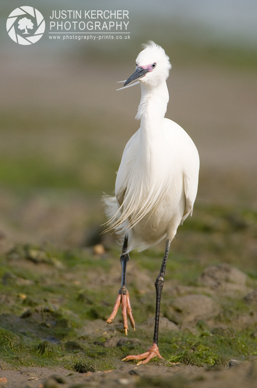 Little Egret Stalking
