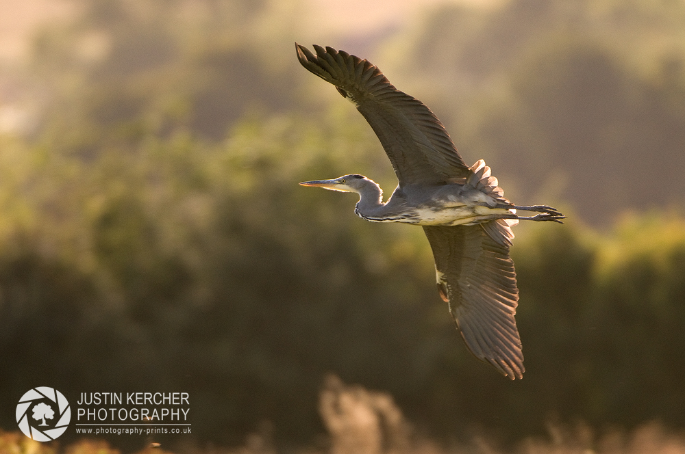 Grey Heron in Flight