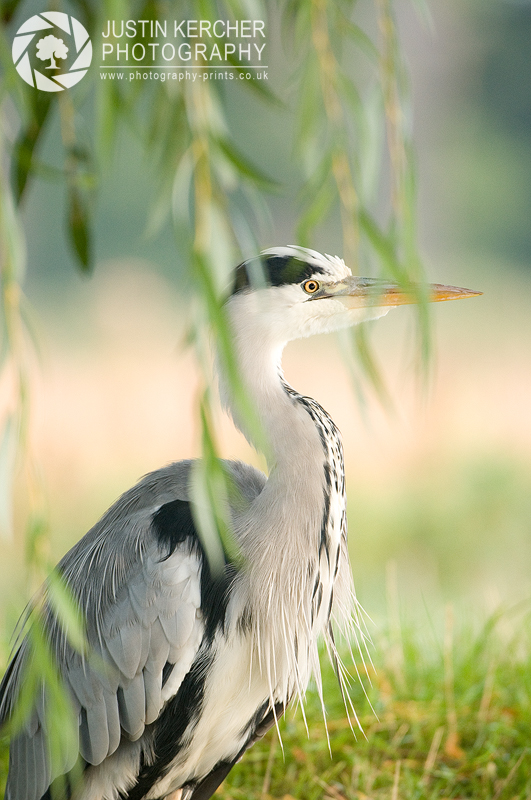 Grey Heron Portrait