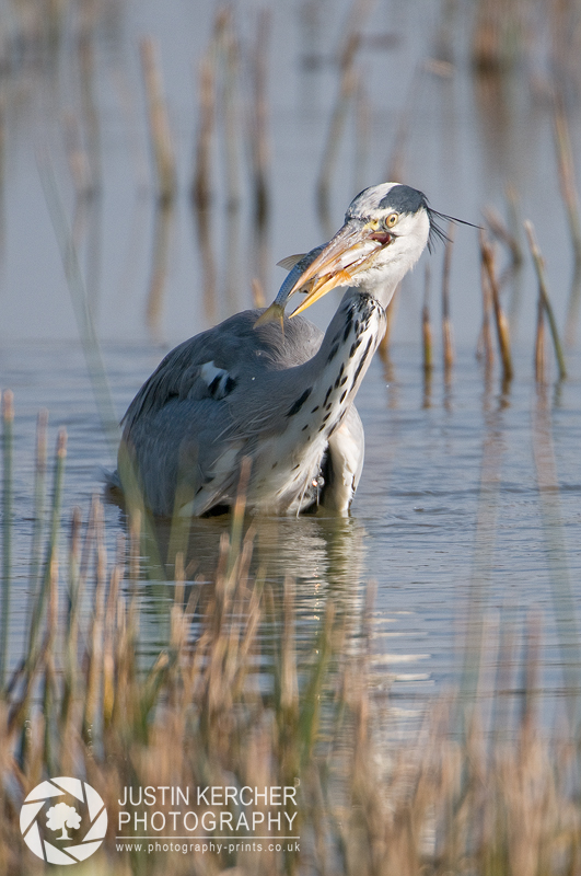 Grey Heron with Fish