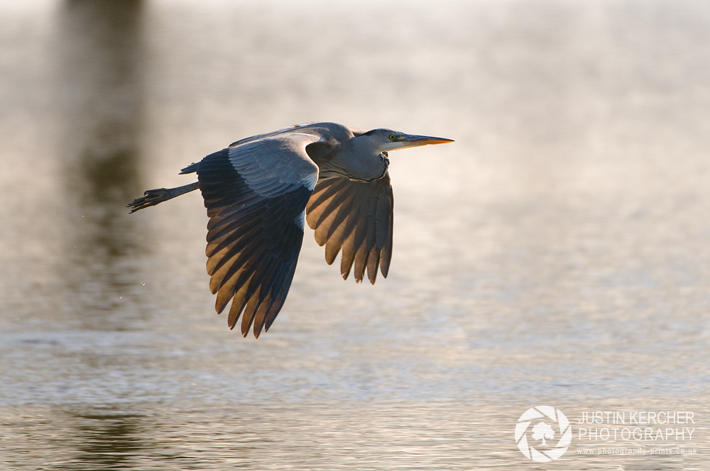 Grey Heron in Flight II