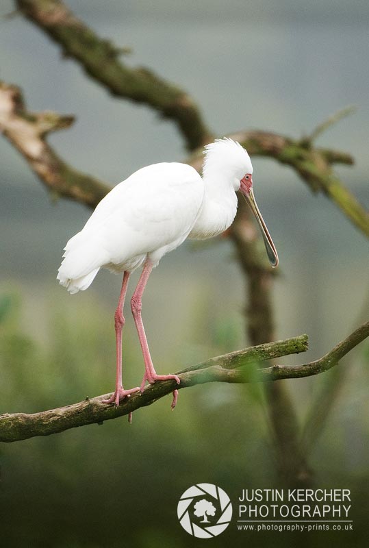 Spoonbill Perching