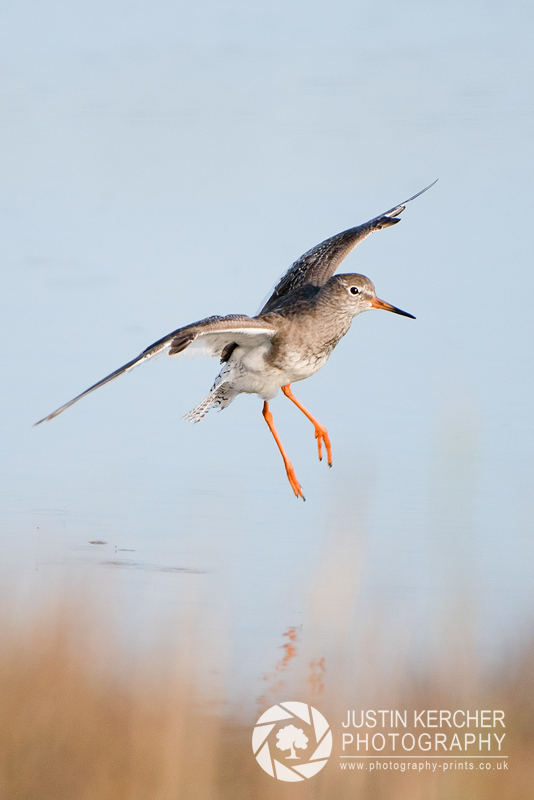 Redshank Landing I