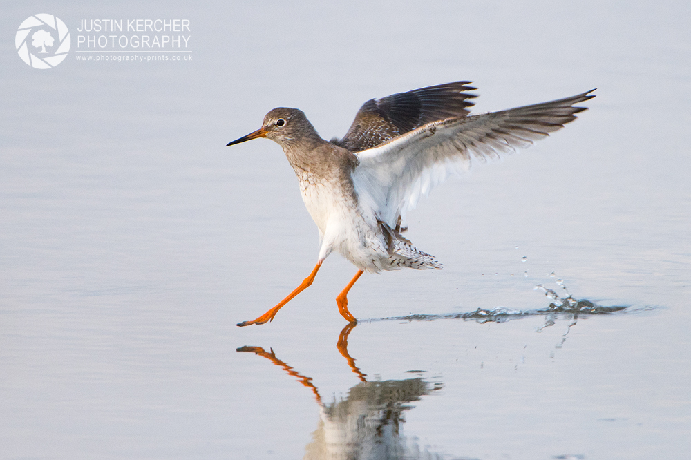 Redshank Landing III
