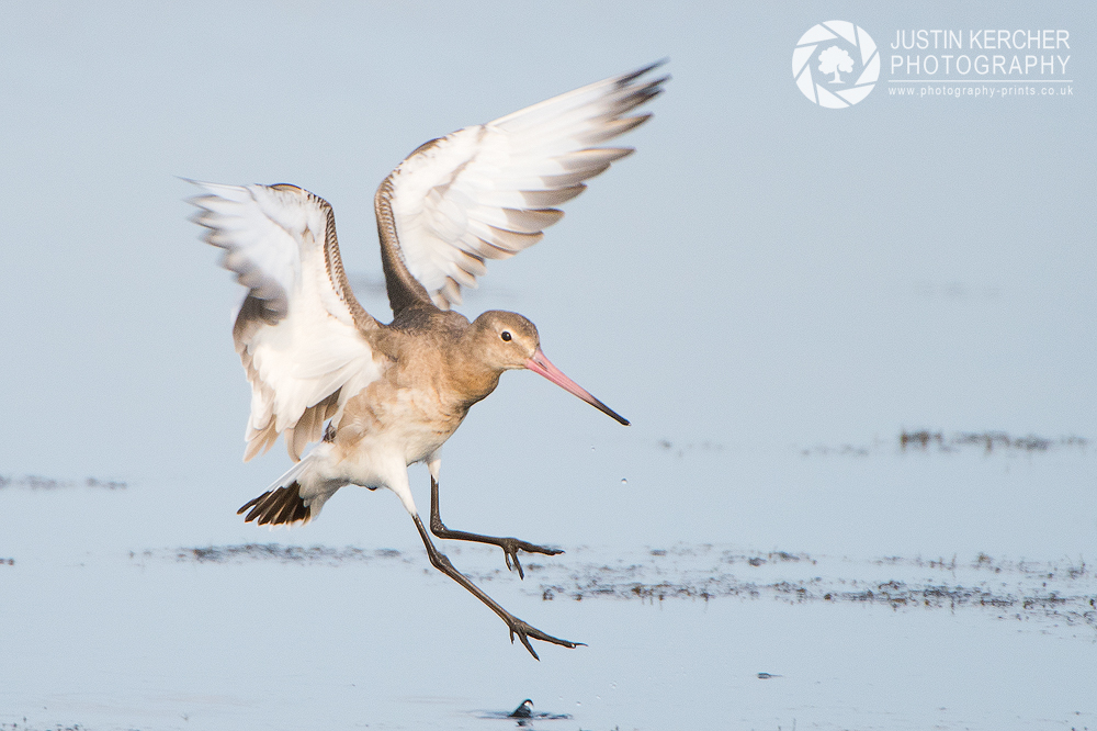 Black Tailed Godwit Landing