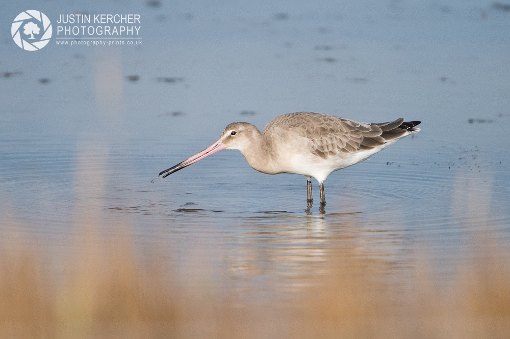 Black Tailed Godwit