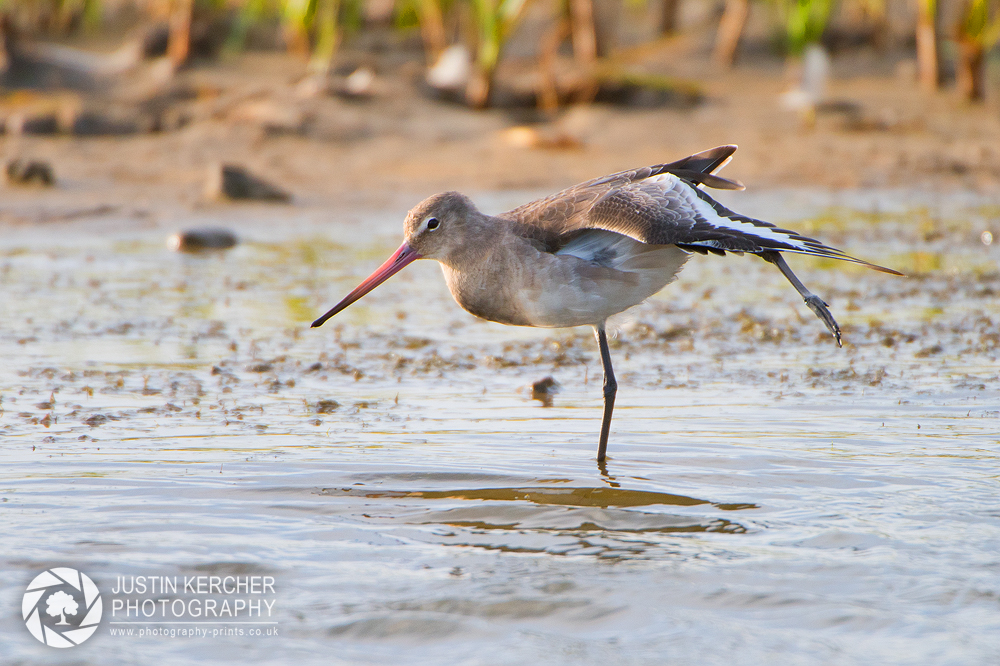 Black-Tailed Godwit Stretching