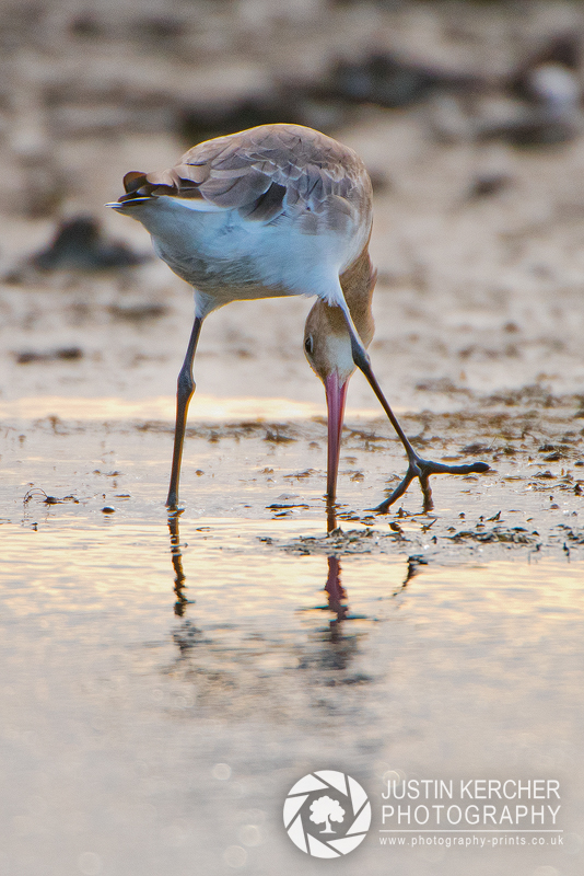 Black-Tailed Godwit Probing