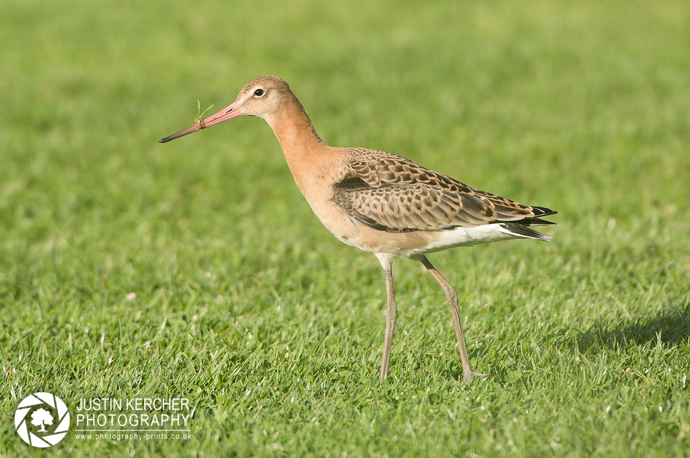 Blacktailed Godwit eating Grass