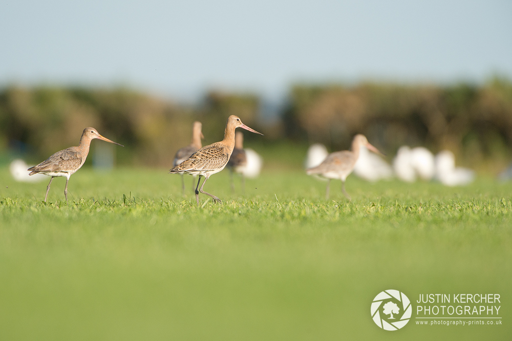 Blacktailed Godwits