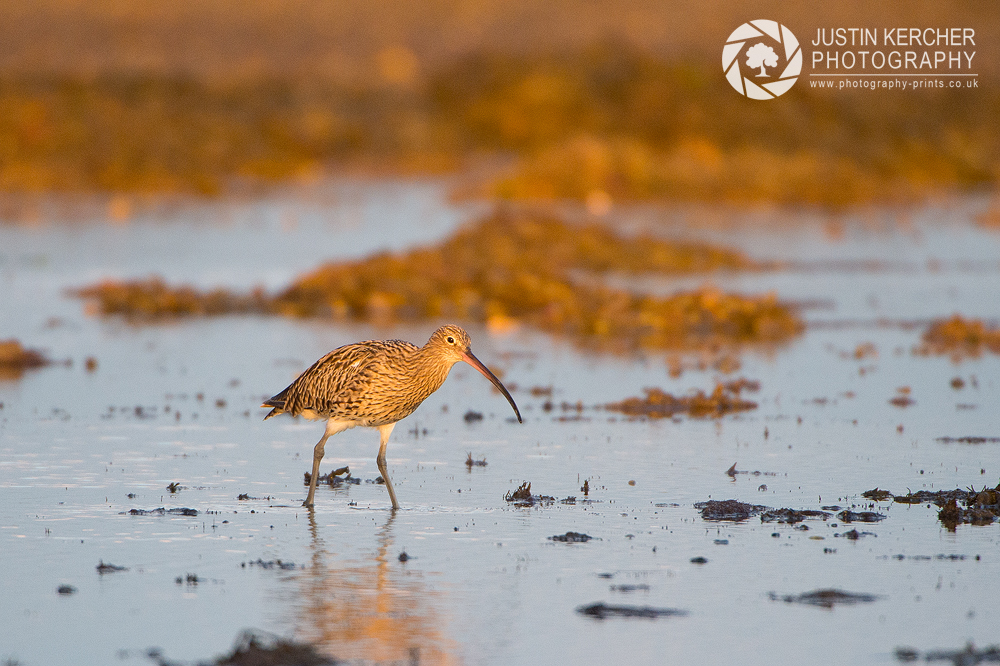 Curlew in The Sea II